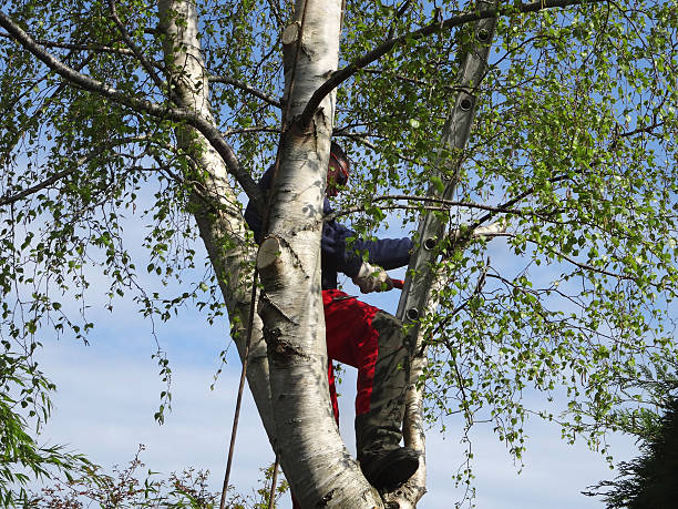 How Our Tree Care Process Works  in  Lamar, CO