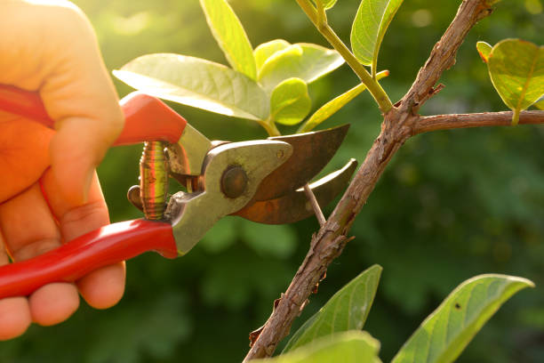 Lamar, CO Tree Removal Services Company